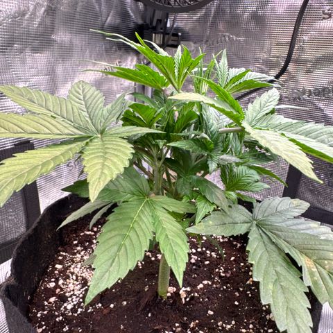 Auto Melonade Runtz growlog timeline photo