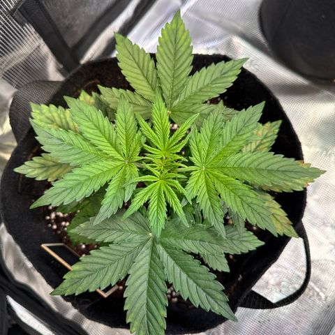 Auto Mac #1 growlog timeline photo