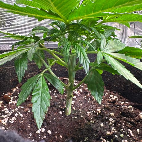Auto Mac #1 growlog timeline photo