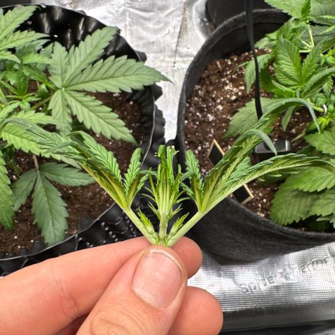 Apple Fritter Automatic growlog timeline photo