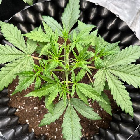 Apple Fritter Automatic growlog timeline photo