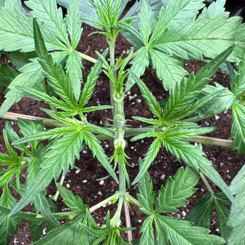 Apple Fritter Automatic growlog timeline photo