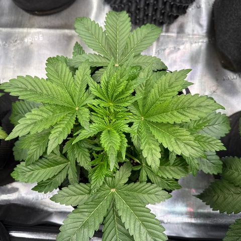 Gorilla Glue Auto growlog timeline photo