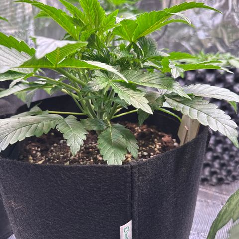 Gorilla Glue Auto growlog timeline photo