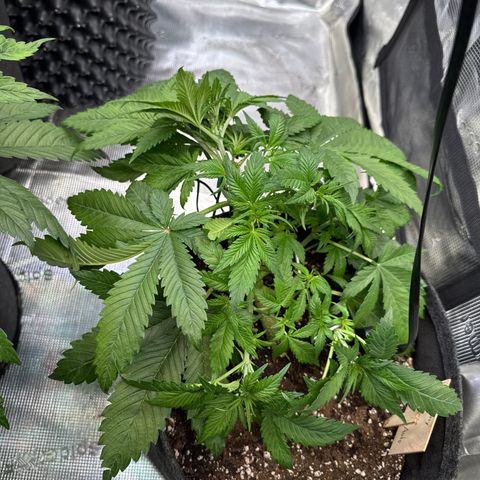 Lemon Cherry Cookies Auto growlog timeline photo