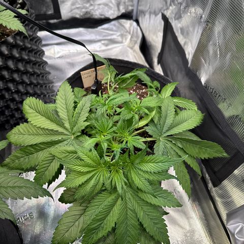 Lemon Cherry Cookies Auto growlog timeline photo