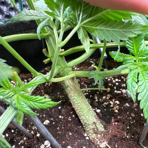 Lemon Cherry Cookies Auto growlog timeline photo