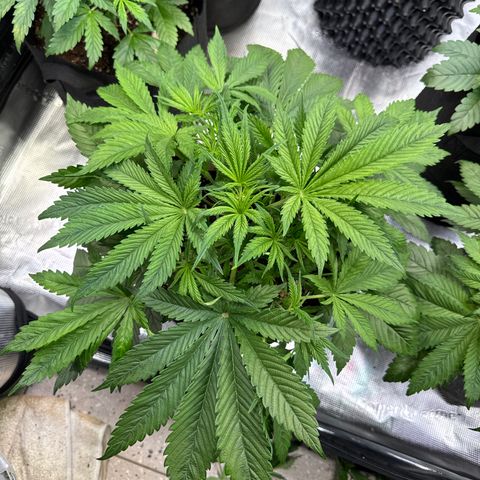 Lemon Cherry Cookies Auto growlog timeline photo