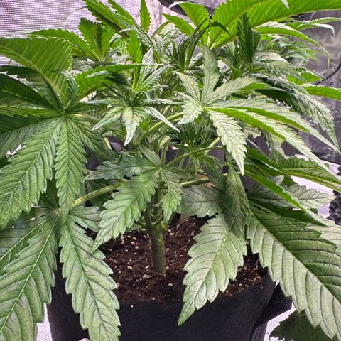 Lemon Cherry Cookies Auto growlog timeline photo