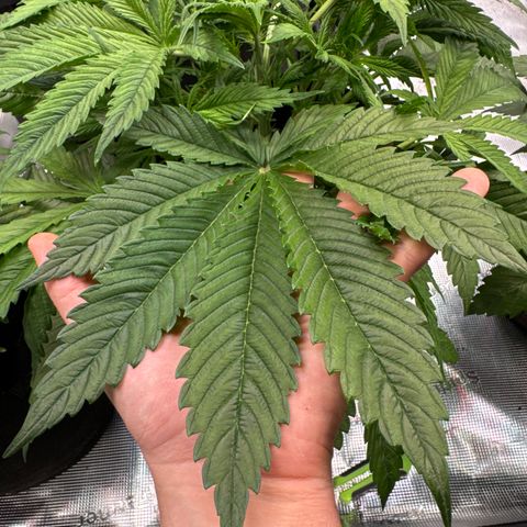 Lemon Cherry Cookies Auto growlog timeline photo