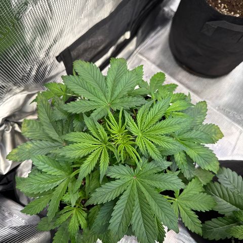 Auto Mac #1 growlog timeline photo