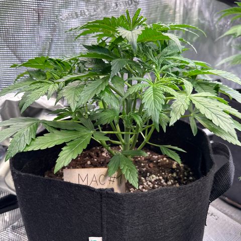 Auto Mac #1 growlog timeline photo