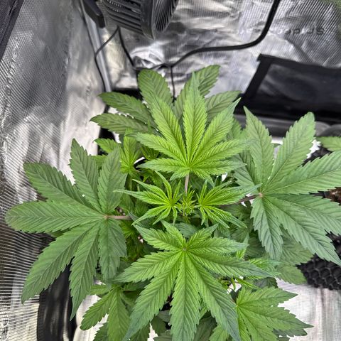 Auto Melonade Runtz growlog timeline photo