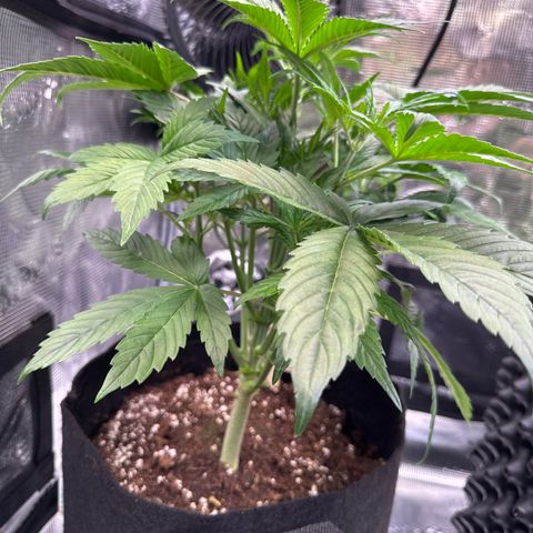 Auto Melonade Runtz growlog timeline photo