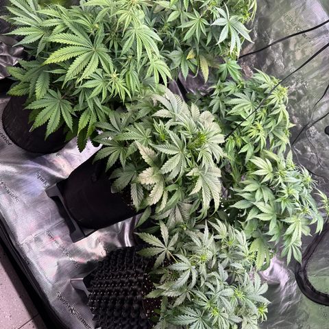 Apple Fritter Automatic growlog timeline photo