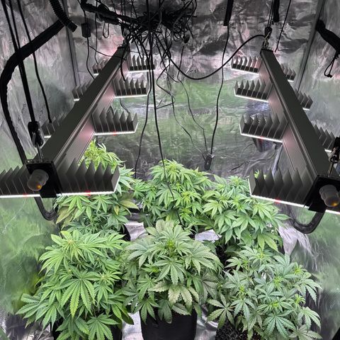 Apple Fritter Automatic growlog timeline photo