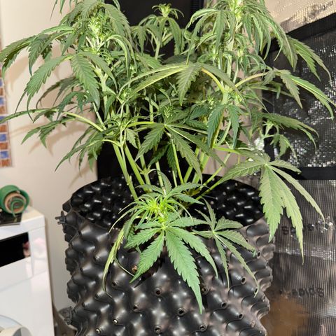 Apple Fritter Automatic growlog timeline photo