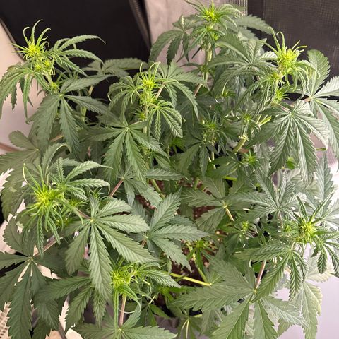 Apple Fritter Automatic growlog timeline photo