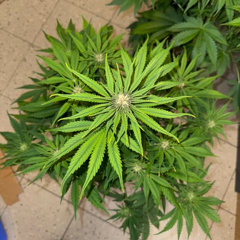 Lemon Cherry Cookies Auto growlog timeline photo