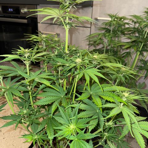 Lemon Cherry Cookies Auto growlog timeline photo