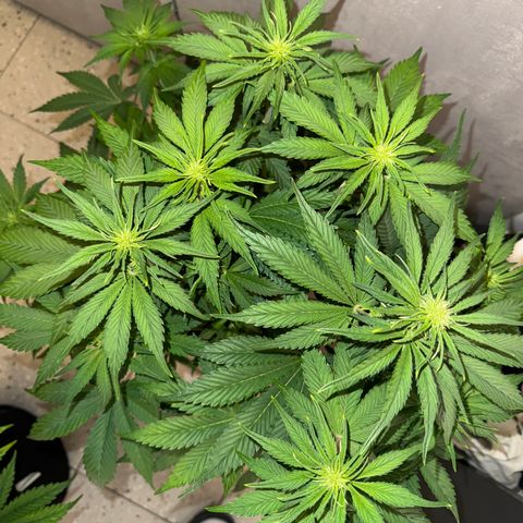 Lemon Cherry Cookies Auto growlog timeline photo