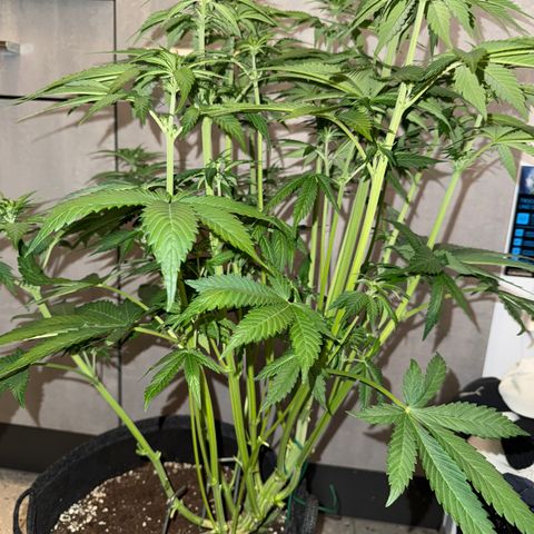 Lemon Cherry Cookies Auto growlog timeline photo