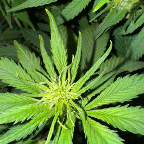 Lemon Cherry Cookies Auto growlog timeline photo