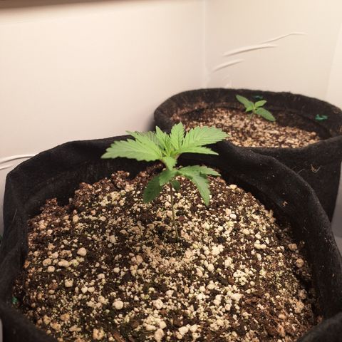 Special Queen 4 (9) growlog timeline photo