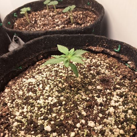 Special Queen 3 (9) growlog timeline photo