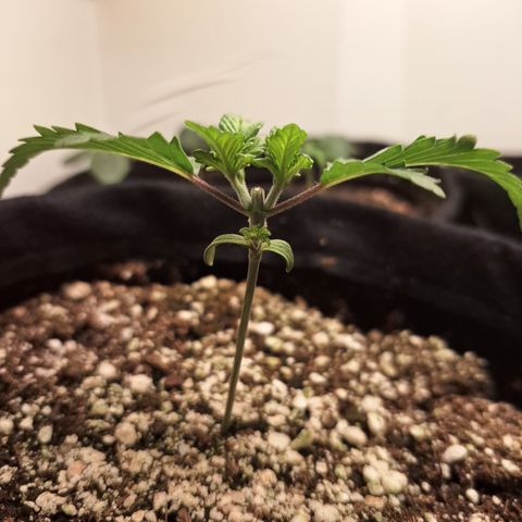 Special Queen 4 (9) growlog timeline photo