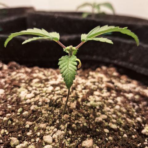 Special Queen 3 (9) growlog timeline photo