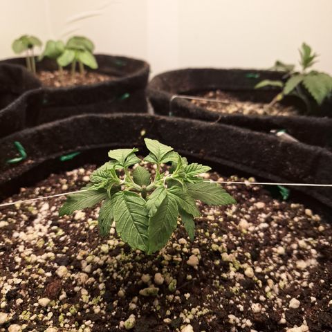 Special Queen 3 (9) growlog timeline photo