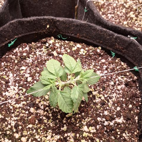 Special Queen 3 (9) growlog timeline photo