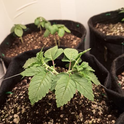 Special Queen 4 (9) growlog timeline photo