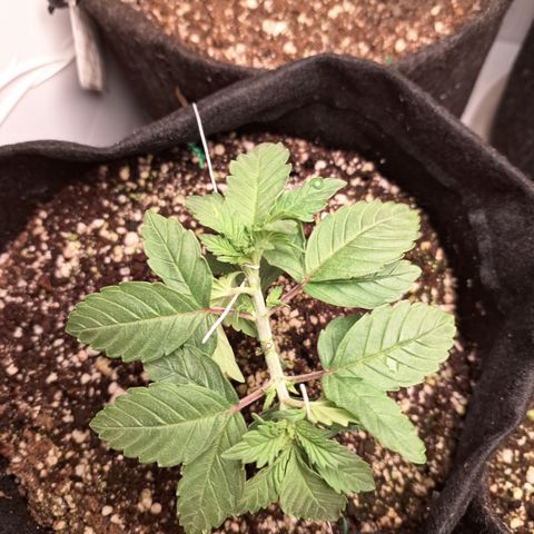 Special Queen 4 (9) growlog timeline photo