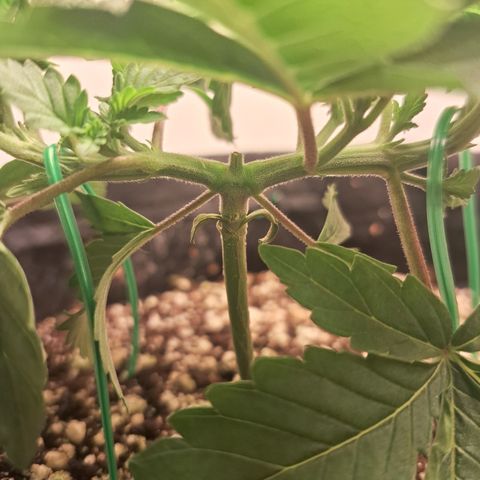 Special Queen 4 (9) growlog timeline photo