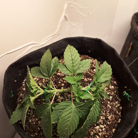 Special Queen 4 (9) growlog timeline photo