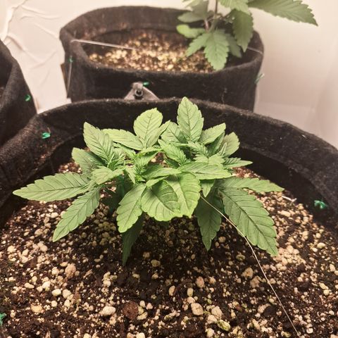 Special Queen 3 (9) growlog timeline photo