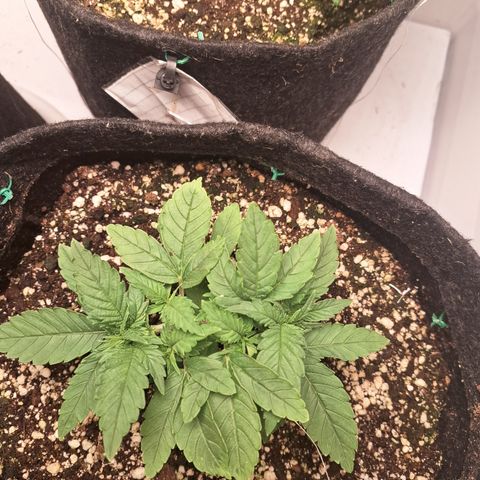Special Queen 3 (9) growlog timeline photo