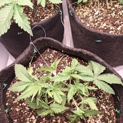 Special Queen 3 (9) growlog timeline photo