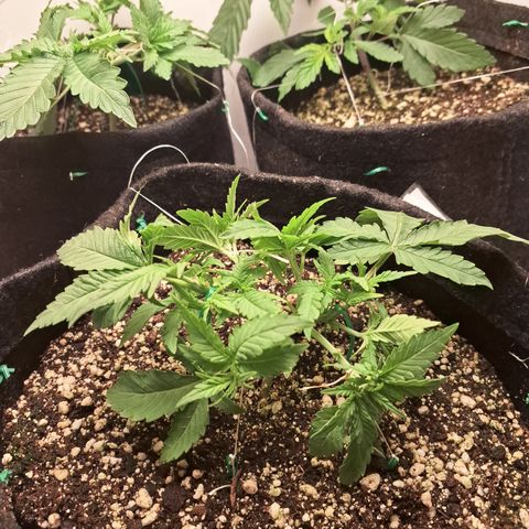 Special Queen 3 (9) growlog timeline photo