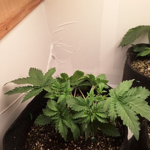 Special Queen 4 (9) growlog timeline photo