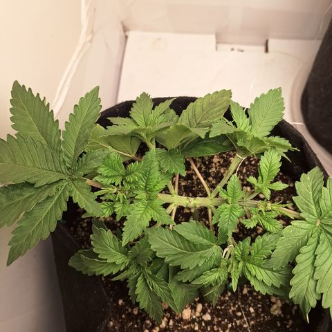Special Queen 4 (9) growlog timeline photo