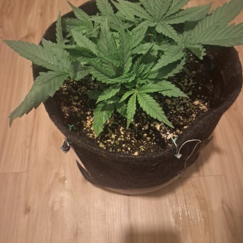 Special Queen 3 (9) growlog timeline photo