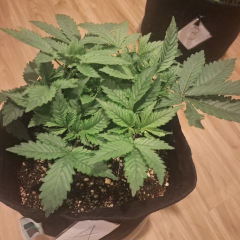 Special Queen 4 (9) growlog timeline photo