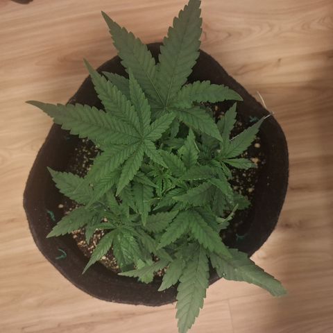 Special Queen 3 (9) growlog timeline photo