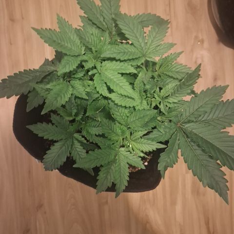 Special Queen 4 (9) growlog timeline photo