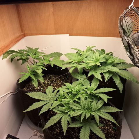 Special Queen 3 (9) growlog timeline photo
