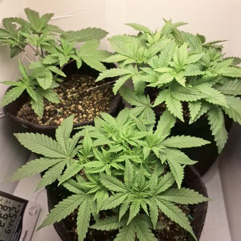 Special Queen 3 (9) growlog timeline photo