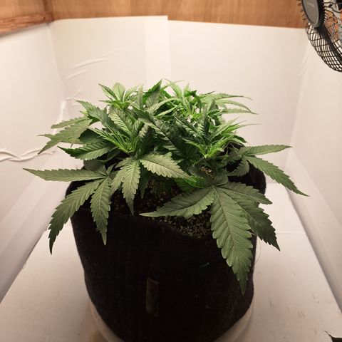 Special Queen 3 (9) growlog timeline photo